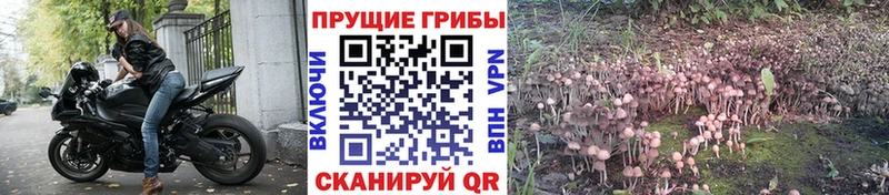 где купить   mega рабочий сайт  Галлюциногенные грибы прущие грибы  Закаменск 
